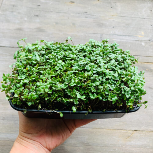 Micro Green Tray- Broccoli